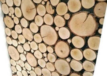 Plastry krążki drewna brzoza szlifowane 14-17cm