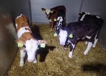 Mięsne byczki sprzedam cielęta