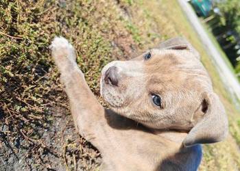 Szczeniak - Amstaff