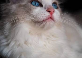 kocurek RAGDOLL blue bicolor  rodowód międzynarodowy FPL