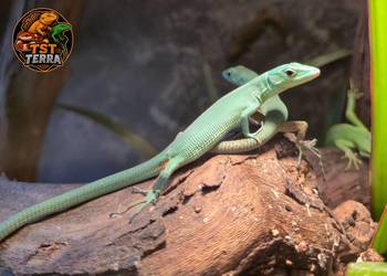 Gastropholis prasina jaszczurki