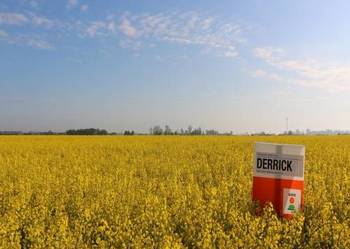 Nasiona rzepaku KWS DERRICK z Buteo Start