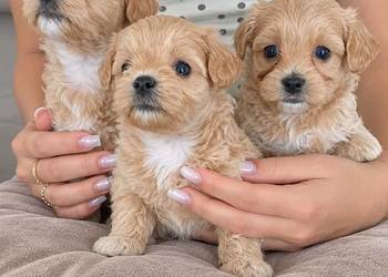 Śliczne Maltipoo F1