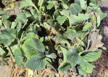 Sadzonki truskawki 50gr/szt