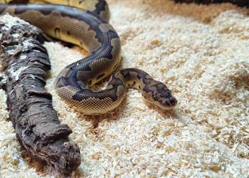 Pyton królewski z terrarium