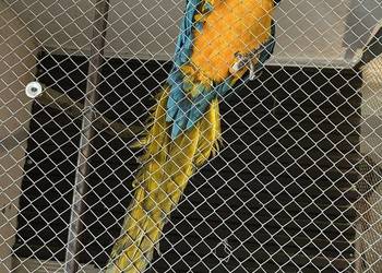 Ara ararauna samiec 22r