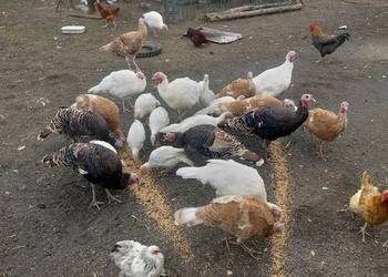 Indyki tegoroczne Indyki tegoroczne