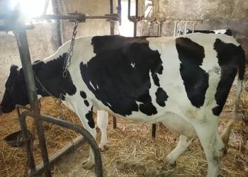 Sprzedam krowę mleczną w laktacji