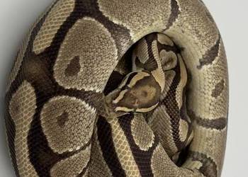 Fire yellow belly samica Pyton królewski/ regius wąż gad