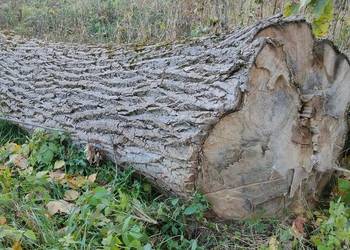 Kłoda topolowa sprzedam Kłoda topolowa sprzedam