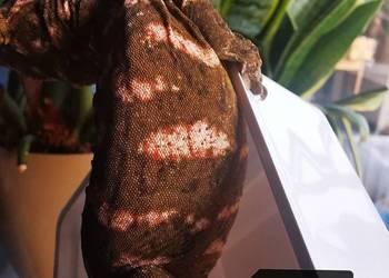 Gekon Olbrzymi Rhacodactylus Lechianus