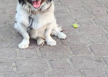 Oddam w dobre ręce za darmo suczke 6 miesięczną i