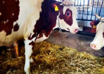 Jałówka czerwona haewka