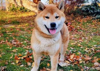 Shiba - trzy pieski i suczka, wszystkie czerwone