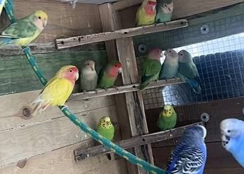 Sprzedam różne papugi