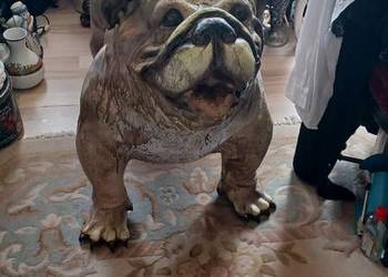 BULDOG ANGIELSKI XXL z żywicy wysokośc 74 z glowa 56cm tulów szeroki 53cm i