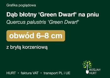 Dąb błotny 'Green Dwarf' na pniu obwód 6-8 cm, z bryłą – HURT