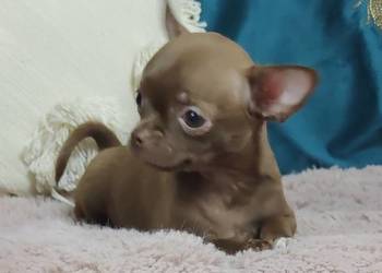 ***Gotowa Do Odbioru***Czekoladowa Laleczka Chihuahua***