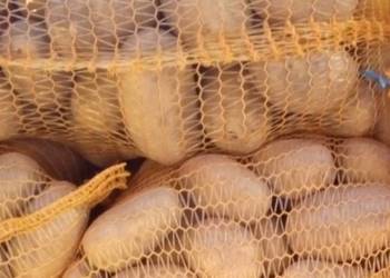Ziemniaki żółte Queen Anne kartofle pyry z GOSPODARSTWA -JADALNE 9,5kg