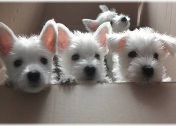 ZKwP FCI West Highland White Terrier | westie 2025