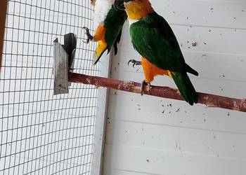 Barwinki czarnogłowe