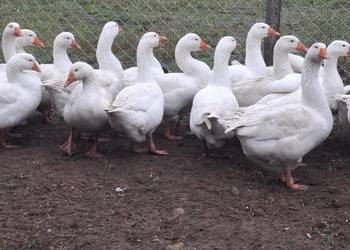 Gesi I gąsiory kołudzkie oraz gesi mix landes kołudzka