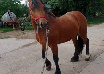 Ogier quater/tinker 5 letni