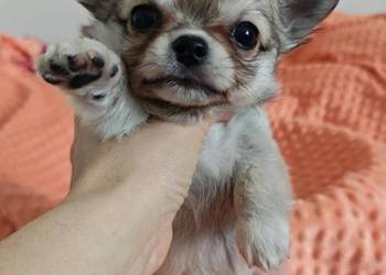 Chihuahua  pies mini po championie prawdziwy rodowód ZKwP FCI
