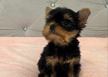 Yorkshire terrier mini