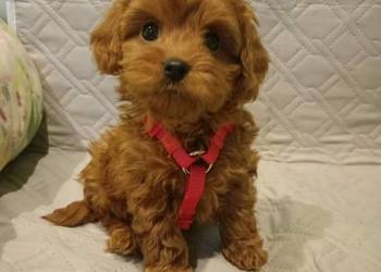 Cavapoo f1b Piesek