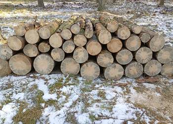 Sosna opałowa wałki