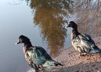 Kaczor piżmowy, piżmówka amerykańska