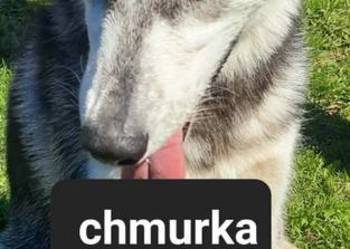 Suczka Syberian husky