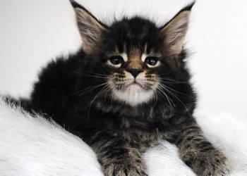 Kociaczki  maine coon z prawdziwym rodowodem.