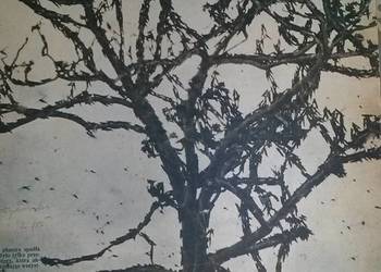 Dookola swiata czasopisma 1957r