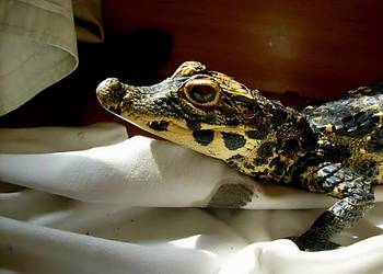 Młode Krokodyle krótkopyskie (Osteolaemus tetraspis) urodzone w 2025 roku