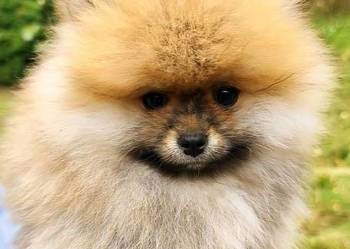 Pomeranian szpic miniaturowy