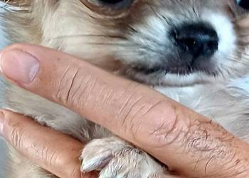 Dziewczynka Mini Długowłosa Chihuahua