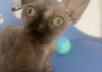 Sfinks Kanadyjski. Koteczka do odbioru. Rodowód