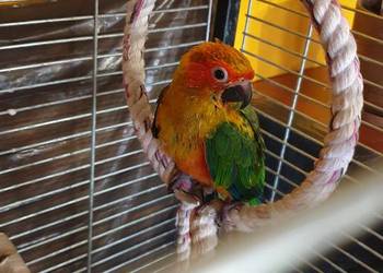 Oswojone konura słoneczna oraz jandaya