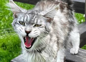 Maine coon kotka hodowlana