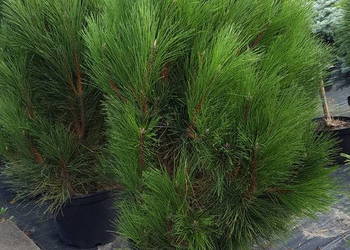 Sosna Columnaris(kolumnowa) szczepiona 100-120 cm