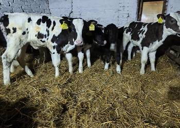 12 sztuk cieląt NCB MM byczek, byczki, jałówka, jałówki