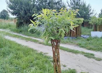 Wierzba pleciona Radomsko