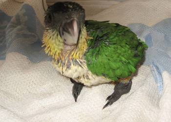 Barwinka ręcznie karmiona Samiczka