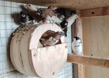 Mewki japońskie 2025