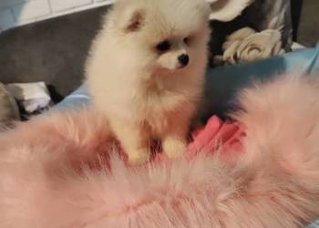 Pomeraniany suczki