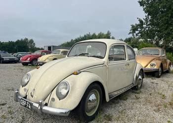 VW Garbus 1300 z 1967