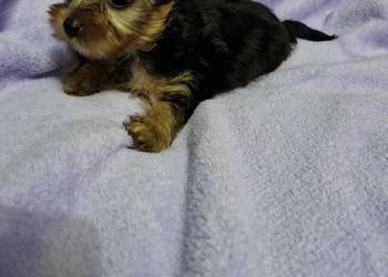 Yorkshire terrier