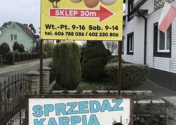 Karp sprzedaż Wrocław